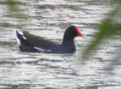 Gallinula chloropus meridionalis