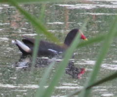 Gallinula chloropus meridionalis