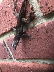 Anolis sagrei