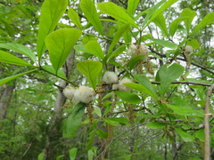 Callirhytis quercusoperator