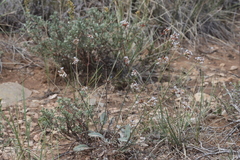 Eriogonum batemanii