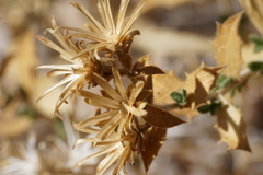 Hazardia brickellioides
