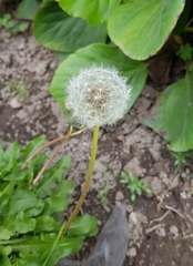 Taraxacum officinale