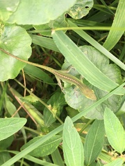 Anolis carolinensis