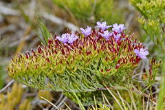 Limonium scabrum scabrum