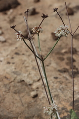 Eriogonum batemanii