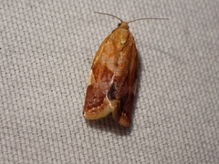 Clepsis persicana