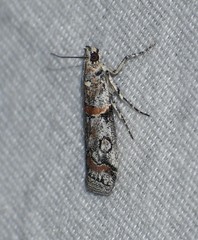 Olybria aliculella