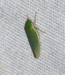 Acusana