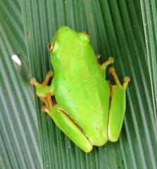 Hyperolius tuberilinguis