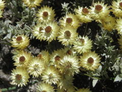 Achyranthemum mucronatum
