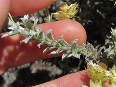 Achyranthemum mucronatum