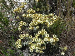 Achyranthemum mucronatum