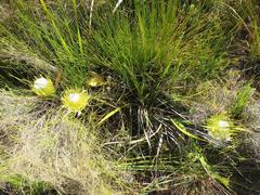 Protea lorea
