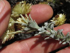 Achyranthemum mucronatum