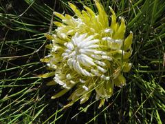 Protea lorea