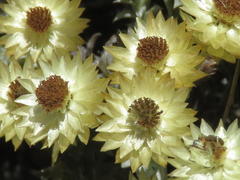 Achyranthemum mucronatum