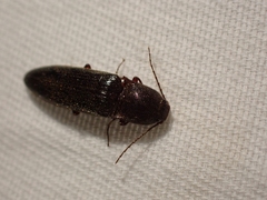 Melanotus longulus oregonensis