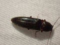 Melanotus longulus oregonensis