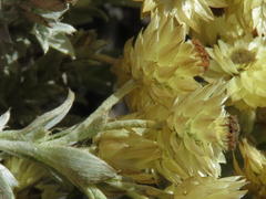 Achyranthemum mucronatum