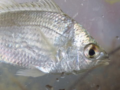 Eucinostomus gula