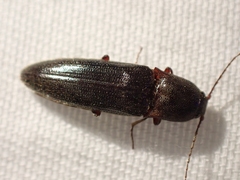 Melanotus longulus oregonensis