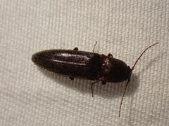 Melanotus longulus oregonensis