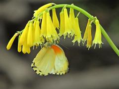Kniphofia pauciflora