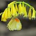 Kniphofia pauciflora - Photo (c) Lee, algunos derechos reservados (CC BY-NC), subido por Lee