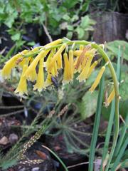 Kniphofia pauciflora