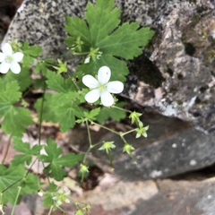 Geranium wislizeni