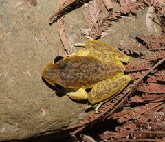 Ranoidea lesueuri