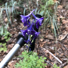 Delphinium scaposum