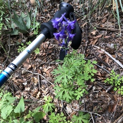 Delphinium scaposum