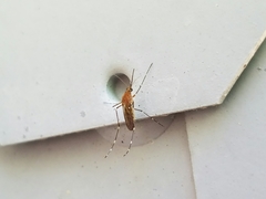 Aedes canadensis