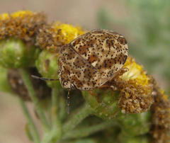 Sphaerocoris testudogrisea