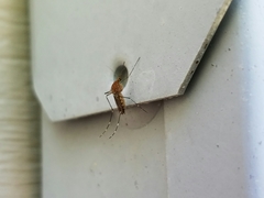Aedes canadensis