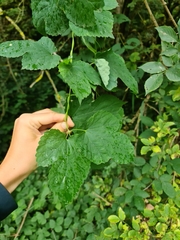 Humulus lupulus