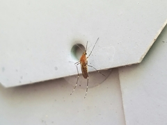 Aedes canadensis