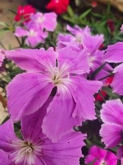 Dianthus
