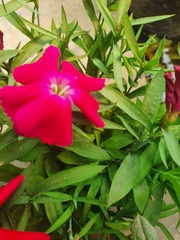 Magnoliopsida