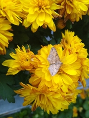 Larentiinae