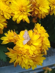 Larentiinae