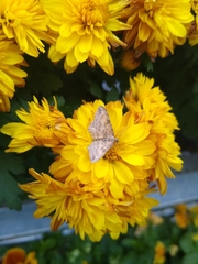 Larentiinae