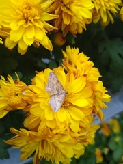 Larentiinae