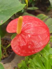 Anthurium
