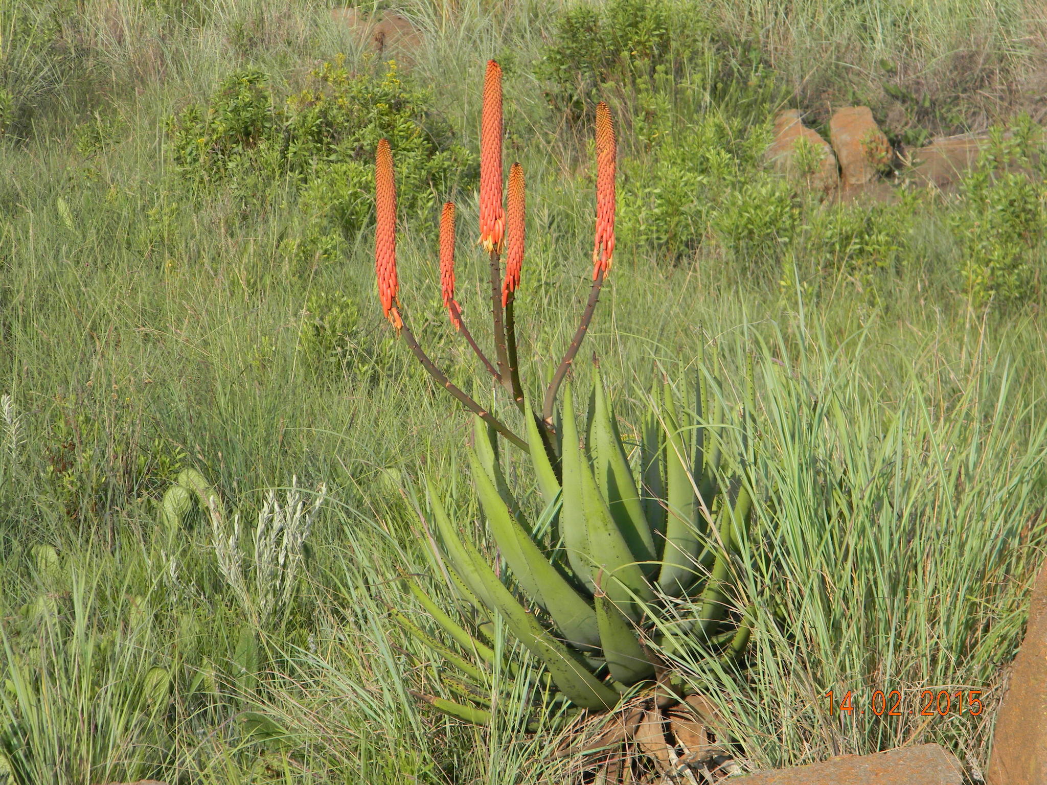 Aloe reitzii var. reitzii