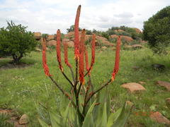 Aloe reitzii reitzii