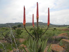 Aloe reitzii reitzii