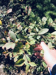 Amelanchier bartramiana